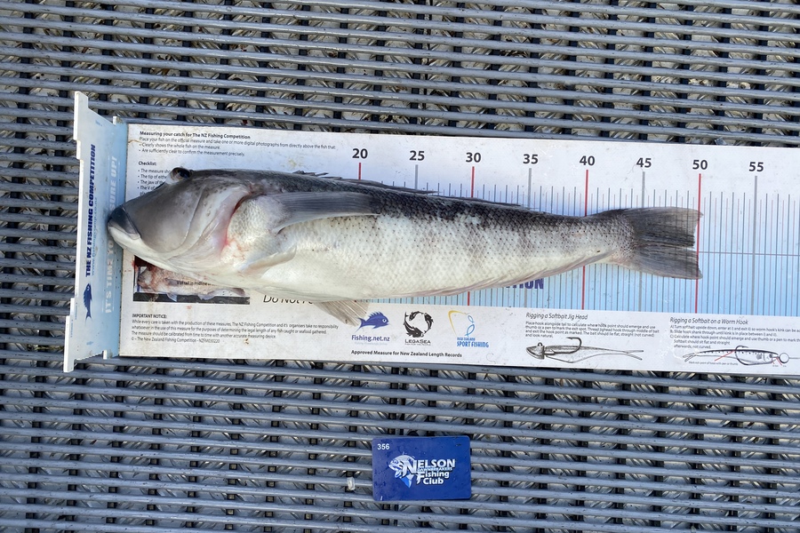 Karl Puklowski  caught this 49.5cm Blue Cod at Durville during The Export NZ Fishing Competition