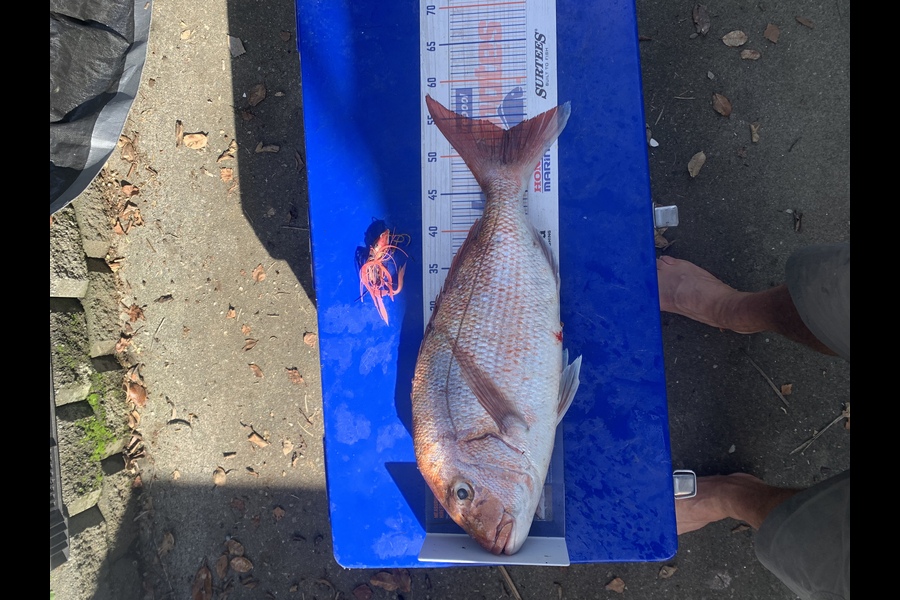 Matt Harrison caught this 53.0cm Snapper at Ocean beach during The Export NZ Fishing Competition