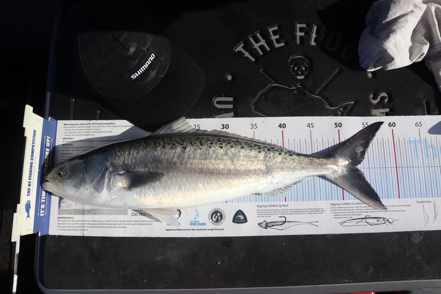 Mark Cotton caught this 52.5cm Kahawai at Tasman Bay during The Export NZ Fishing Competition