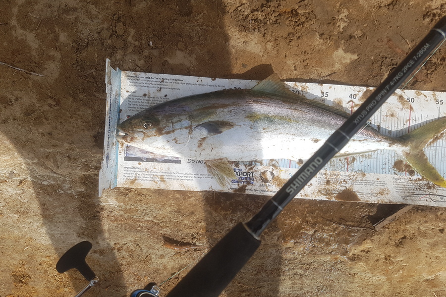 Jack Whitfield caught this 52.5cm Kingfish at Pukenui during The Export NZ Fishing Competition