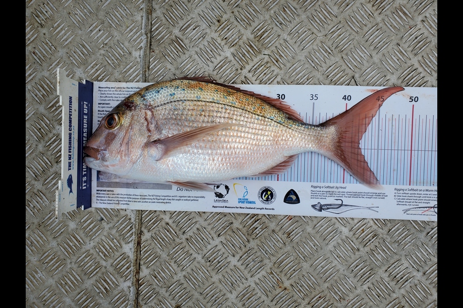 Darren Jones caught this 42.0cm Snapper at Motiti Island during The Export NZ Fishing Competition