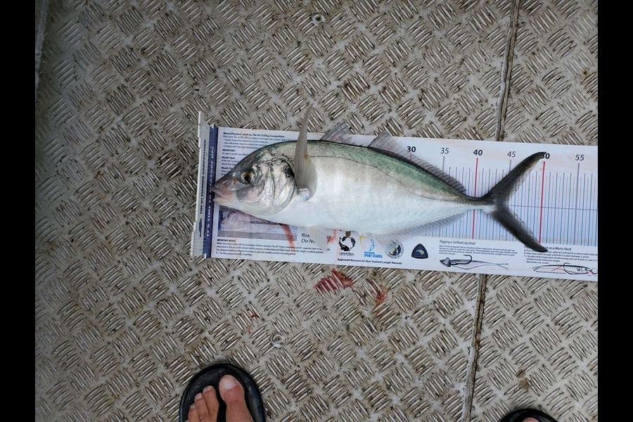 Darren Jones caught this 45.0cm Trevally at Motiti Island during The Export NZ Fishing Competition