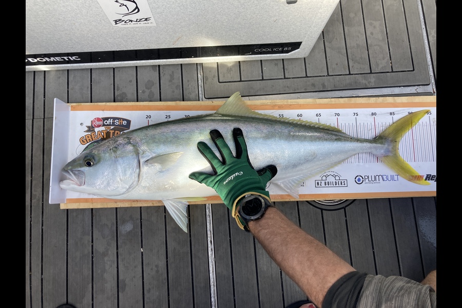Shaine Pask caught this 85.5cm Kingfish at Whakatane during The Export NZ Fishing Competition