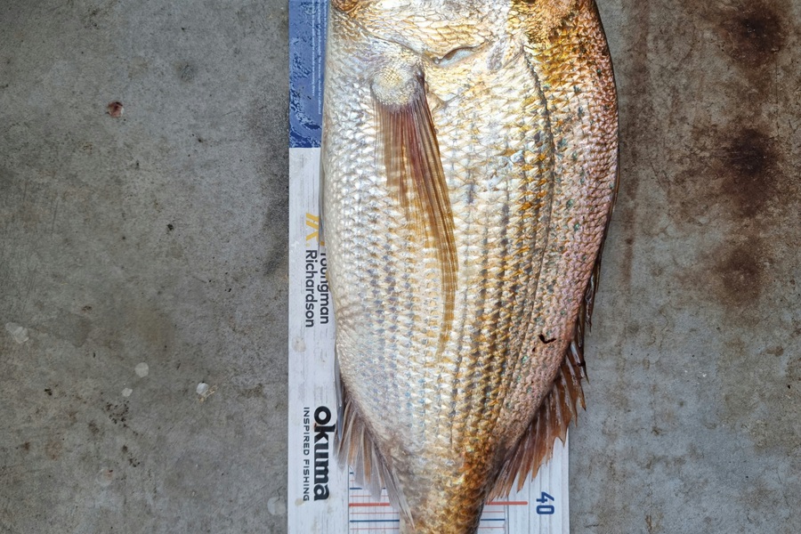 Andrew  Graham  caught this 50.0cm Snapper at Papakura channel  during The Export NZ Fishing Competition