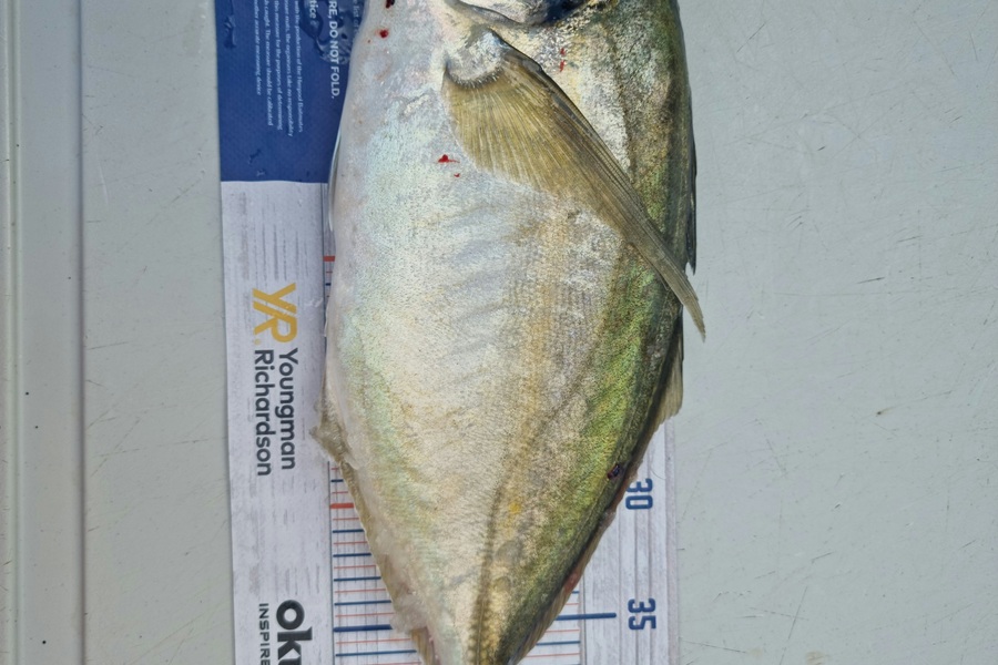 Andrew  Graham  caught this 44.0cm Trevally at Papakura channel  during The Export NZ Fishing Competition
