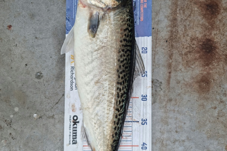 Andrew  Graham  caught this 51.0cm Kahawai at Papakura channel  during The Export NZ Fishing Competition