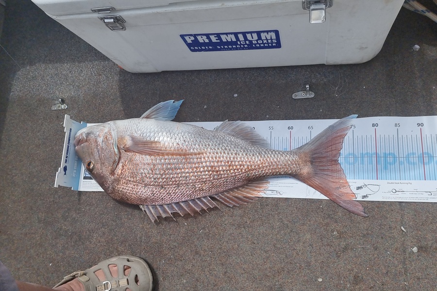 Arun Pragji caught this 71.5cm Snapper at Ahahas during The Export NZ Fishing Competition