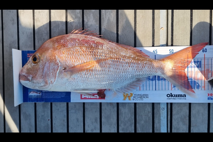 Doug Anderson  caught this 54.0cm Snapper at Firth of Thames during The Export NZ Fishing Competition