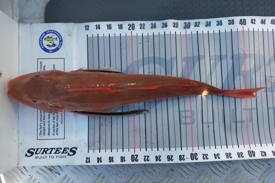 Lance Hansen caught this 41.5cm Gurnard at Whakatane  during The Export NZ Fishing Competition