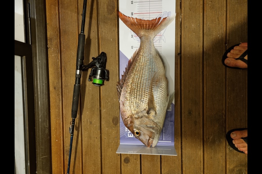 Alec O'Donnell caught this 57.0cm Snapper at Manukau harbour during The Export NZ Fishing Competition