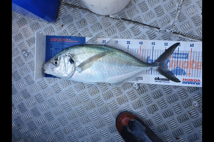 Keith Harvey caught this 50.0cm Trevally at Cape Egmont during The Export NZ Fishing Competition