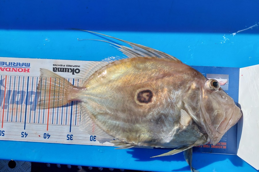 Barry  Howard caught this 43.0cm John Dory at Hauraki Gulf during The Export NZ Fishing Competition