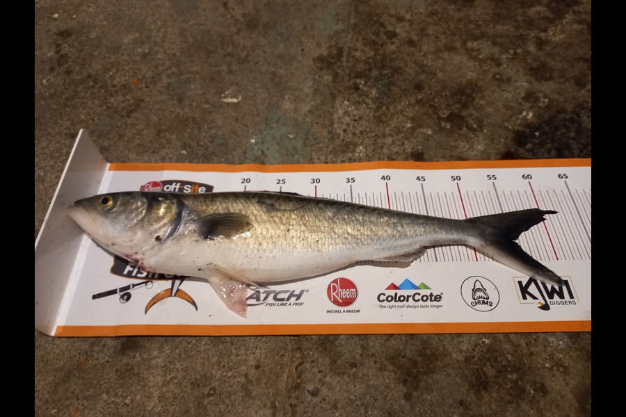 Dale Hemi caught this 55.0cm Kahawai at Palliser bay during The Export NZ Fishing Competition