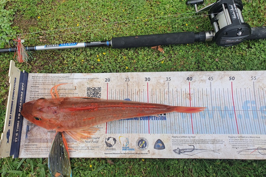 Sharleen Iles caught this 42.0cm Gurnard at Raglan during The Export NZ Fishing Competition