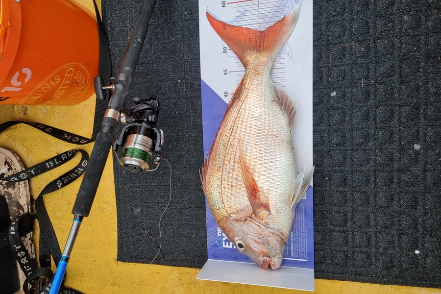 Alison David caught this 53.0cm Snapper at Manukau harbour during The Export NZ Fishing Competition