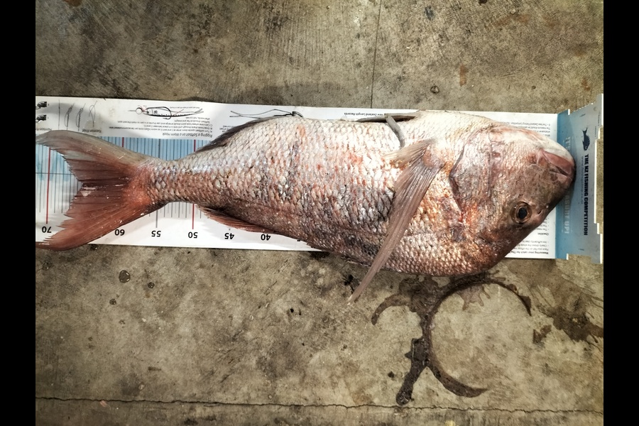 Chazz waaka caught this 64.0cm Snapper at Sandy bay  during The Export NZ Fishing Competition