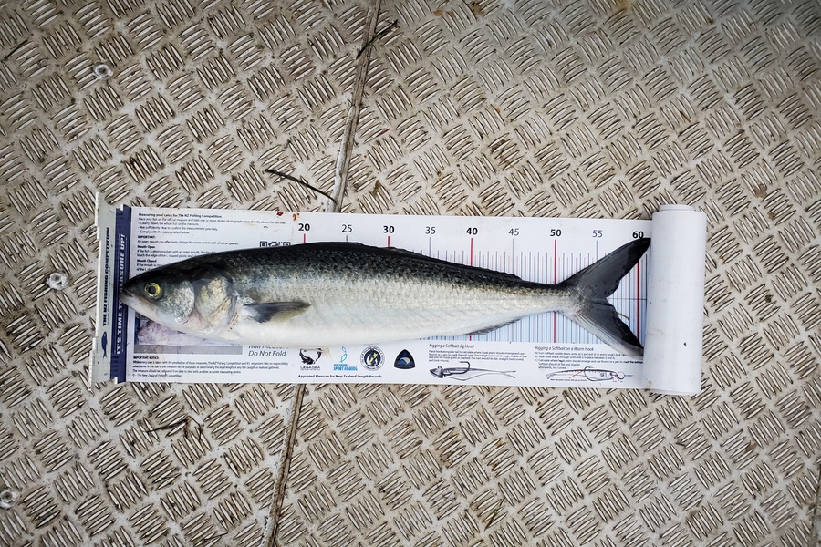 Darren Jones caught this 56.0cm Kahawai at Tauranga Harbour during The Export NZ Fishing Competition