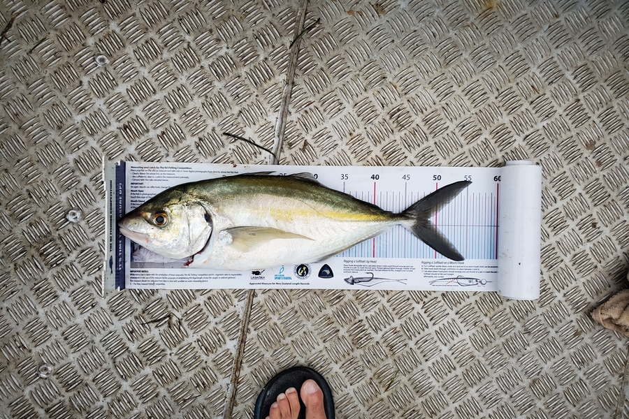 Darren Jones caught this 48cm Trevally at Tauranga Harbour during The Export NZ Fishing Competition