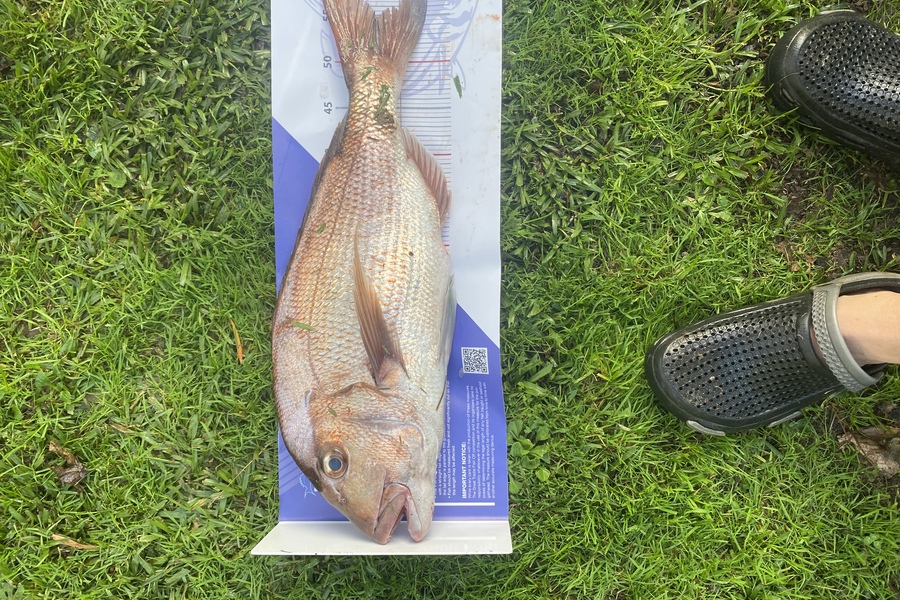 Kane Lochead caught this 55.0cm Snapper at Oakura bay  during The Export NZ Fishing Competition