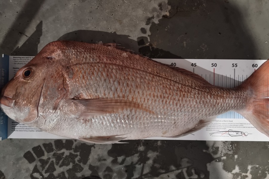 Gareth Halliburton caught this 64.0cm Snapper at Waiheke Channel during The Export NZ Fishing Competition