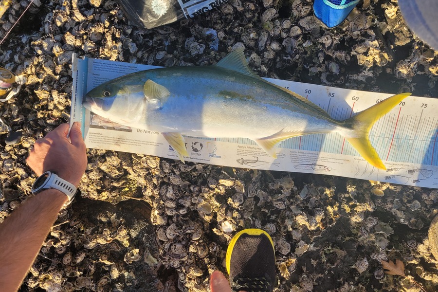 Jack Whitfield caught this 64.5cm Kingfish at Taipa during The Export NZ Fishing Competition