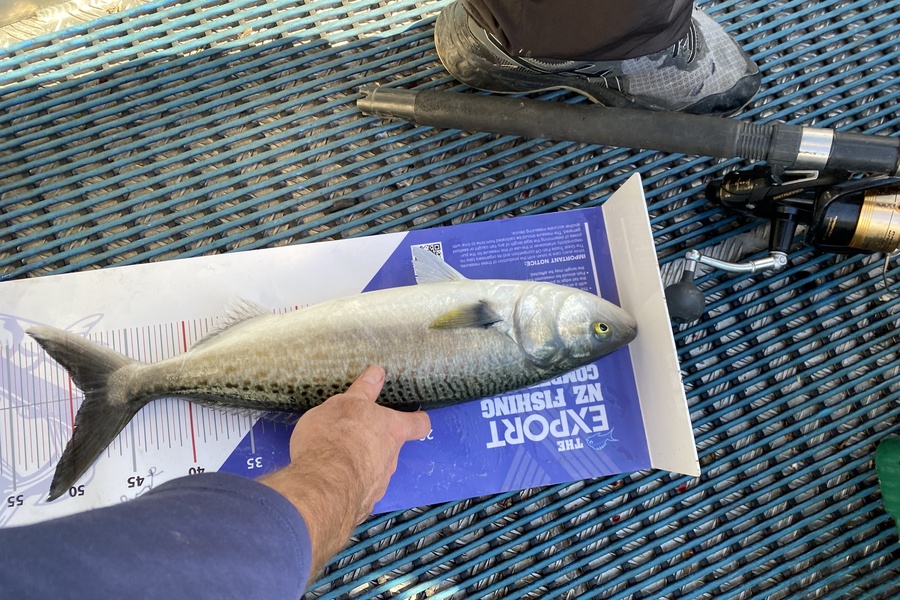 Brendan Steed caught this 48.5cm Kahawai at Tauranga during The Export NZ Fishing Competition