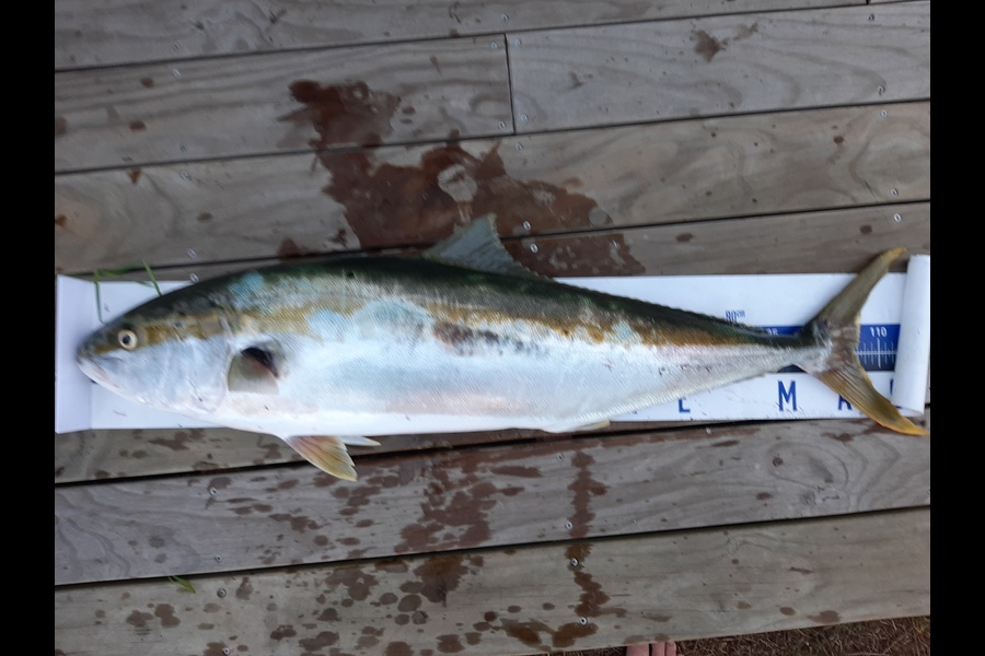 Dave Lean caught this 106.5cm Kingfish at Rangiputa during The Export NZ Fishing Competition