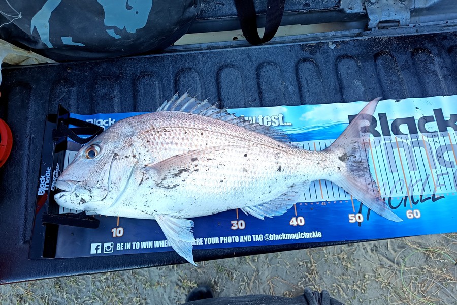 Colin Kerr caught this 54.0cm Snapper at Tolaga Bay during The Export NZ Fishing Competition