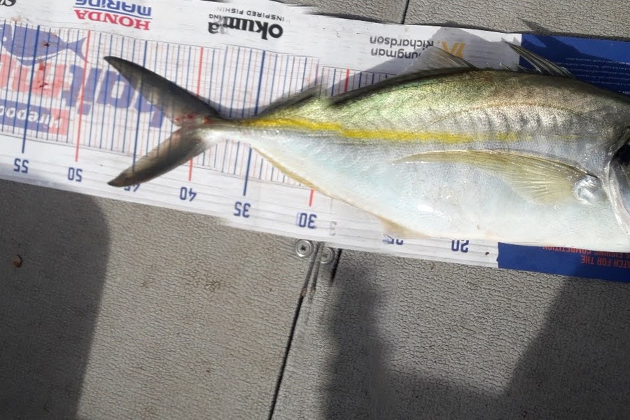 Enoch Vahua caught this 41.0cm Trevally at Tauranga harbours  during The Export NZ Fishing Competition
