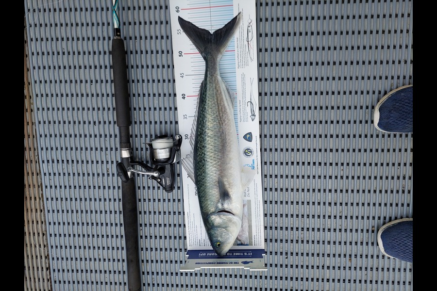 Janet Attwood caught this 54.0cm Kahawai at Whananaki during The Export NZ Fishing Competition