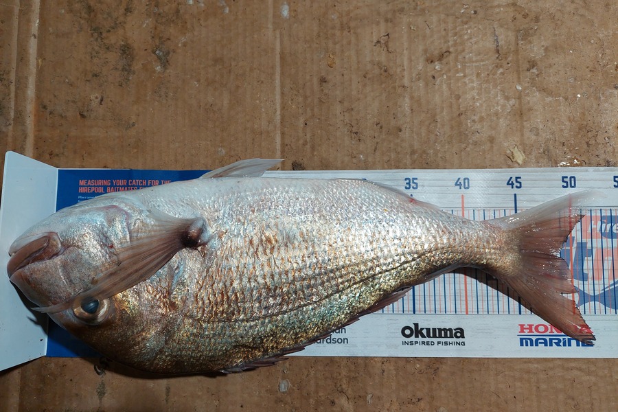 Barry  Howard caught this 48.5cm Snapper at Hauraki Gulf during The Export NZ Fishing Competition