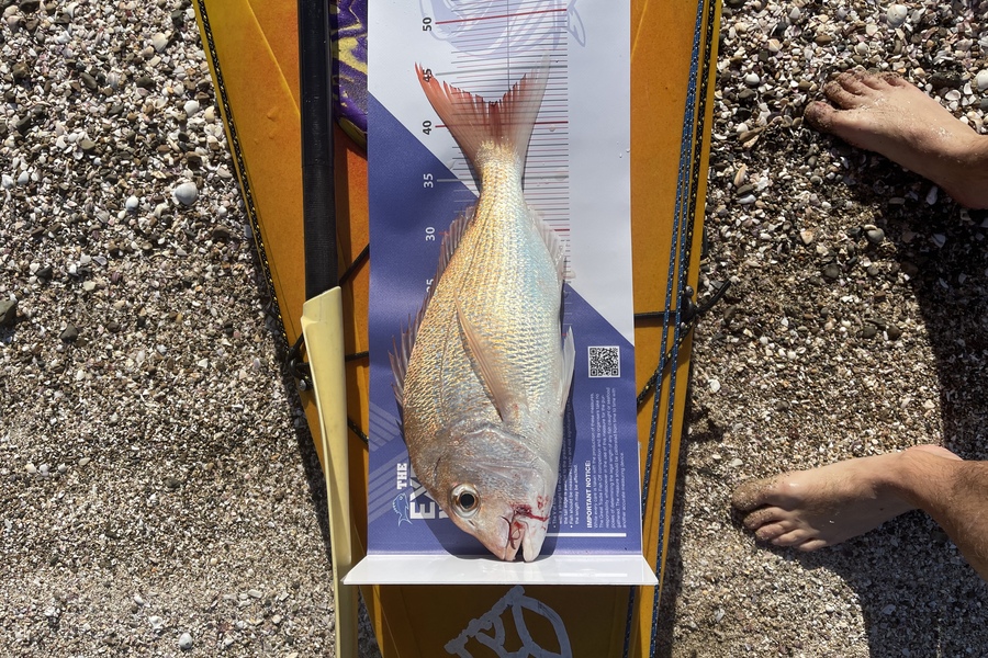 Stephen Moore caught this 42cm Snapper at Maraitai during The Export NZ Fishing Competition