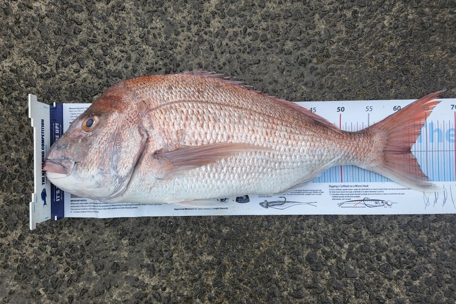 Dave Johnson caught this 62.0cm Snapper at Great Barrier during The Export NZ Fishing Competition