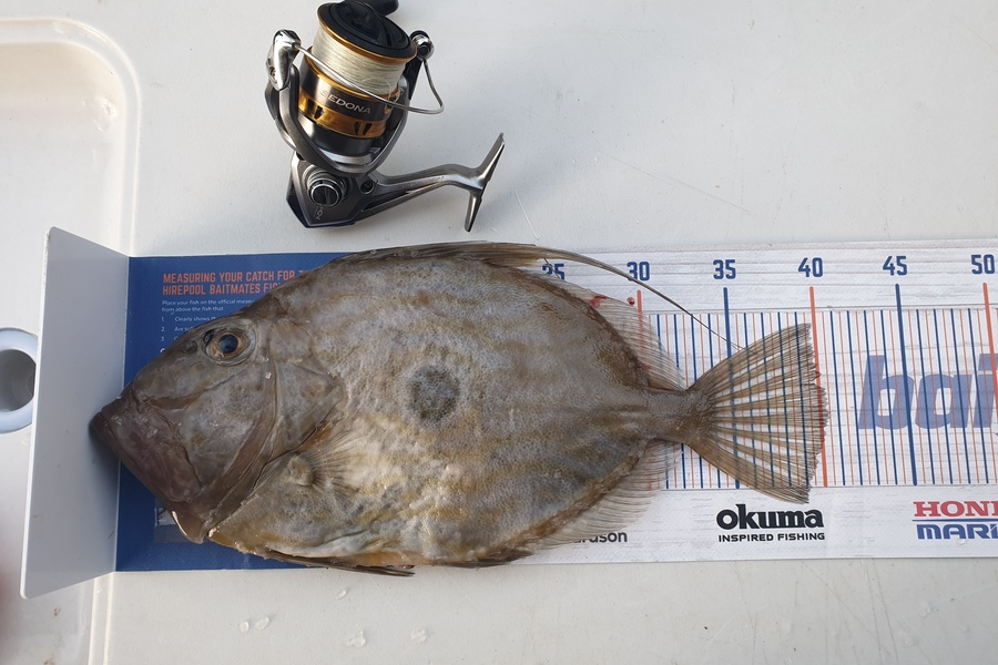 Antony Folwell caught this 40.0cm John Dory at Hauraki Gulf during The Export NZ Fishing Competition