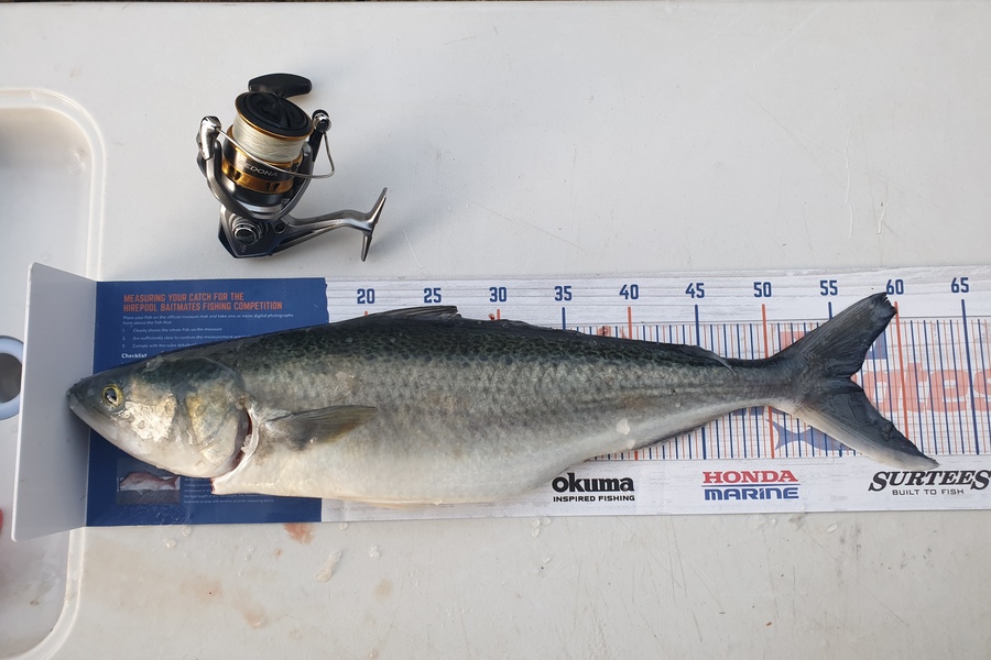 Antony Folwell caught this 55.5cm Kahawai at Hauraki Gulf during The Export NZ Fishing Competition