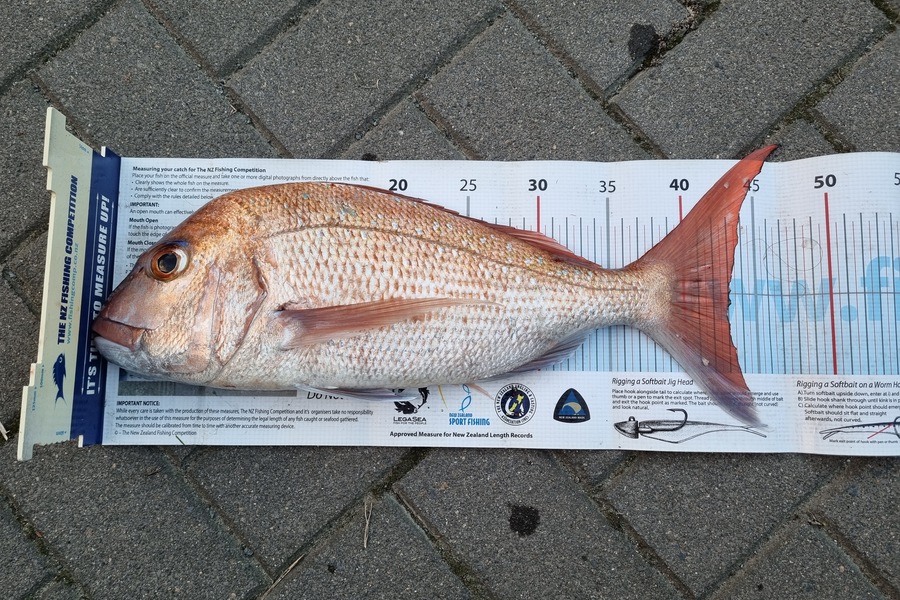 Ian Miller caught this 43.0cm Snapper at Omaha Bay during The Export NZ Fishing Competition