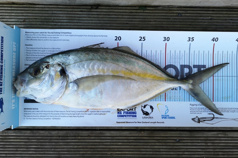 Stuart Holly caught this 37.0cm Trevally at Taranaki during The Export NZ Fishing Competition