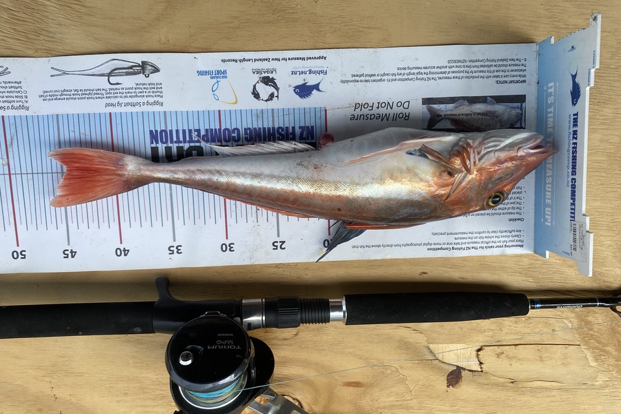 Ryan Mitchell caught this 44.5cm Gurnard at Tasman bay during The Export NZ Fishing Competition