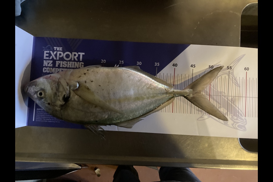 Lee Warmington  caught this 47.5cm Trevally at Ngunguru  during The Export NZ Fishing Competition