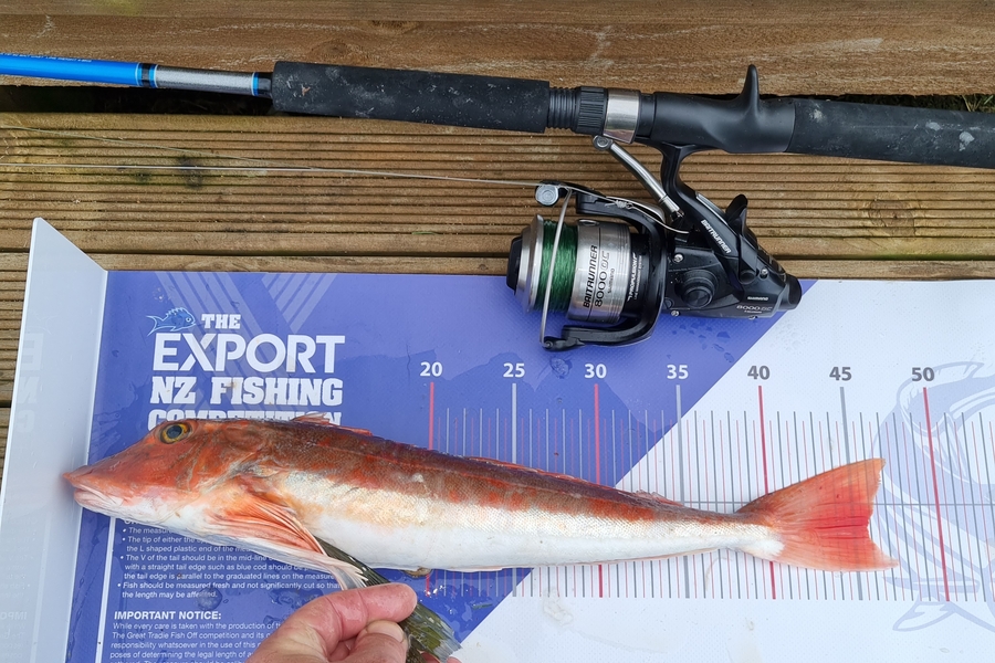 Alec O'Donnell caught this 45.5cm Gurnard at Manukau harbour during The Export NZ Fishing Competition