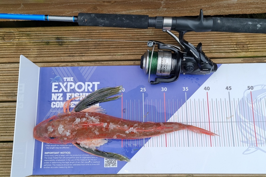 Alison David caught this 39cm Gurnard at Manukau harbour during The Export NZ Fishing Competition