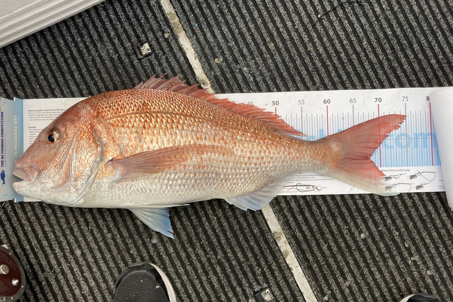 Trevor Morgan caught this 68.0cm Snapper at Mayor during The Export NZ Fishing Competition