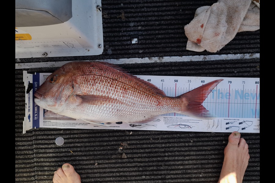 David Morgan caught this 59.0cm Snapper at Bay of plenty  during The Export NZ Fishing Competition