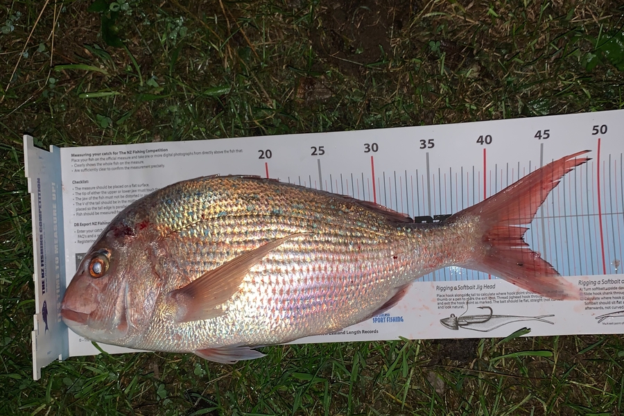 William  Higginson  caught this 43.0cm Snapper at Tasman Bay during The Export NZ Fishing Competition