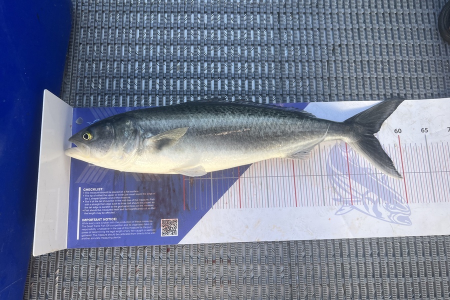 Ethan  Wright caught this 55.0cm Kahawai at Tiri  during The Export NZ Fishing Competition