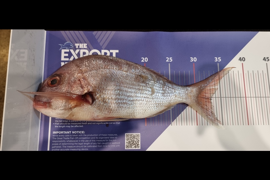 Andriy Franchuk caught this 33.0cm Snapper at Auckland during The Export NZ Fishing Competition