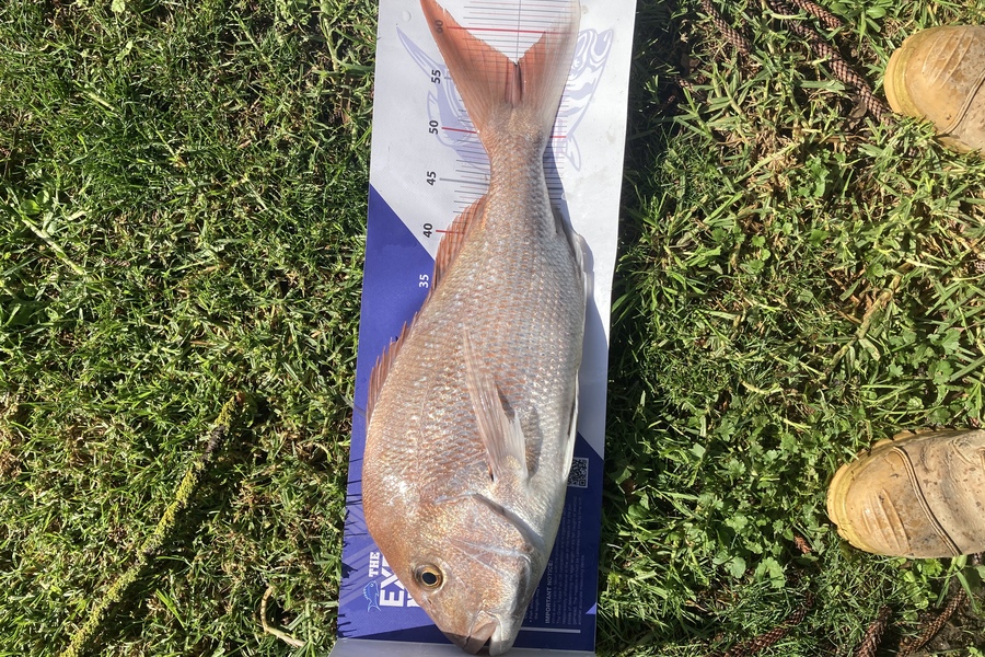 Samuel Gibson caught this 56.0cm Snapper at Ruawai during The Export NZ Fishing Competition