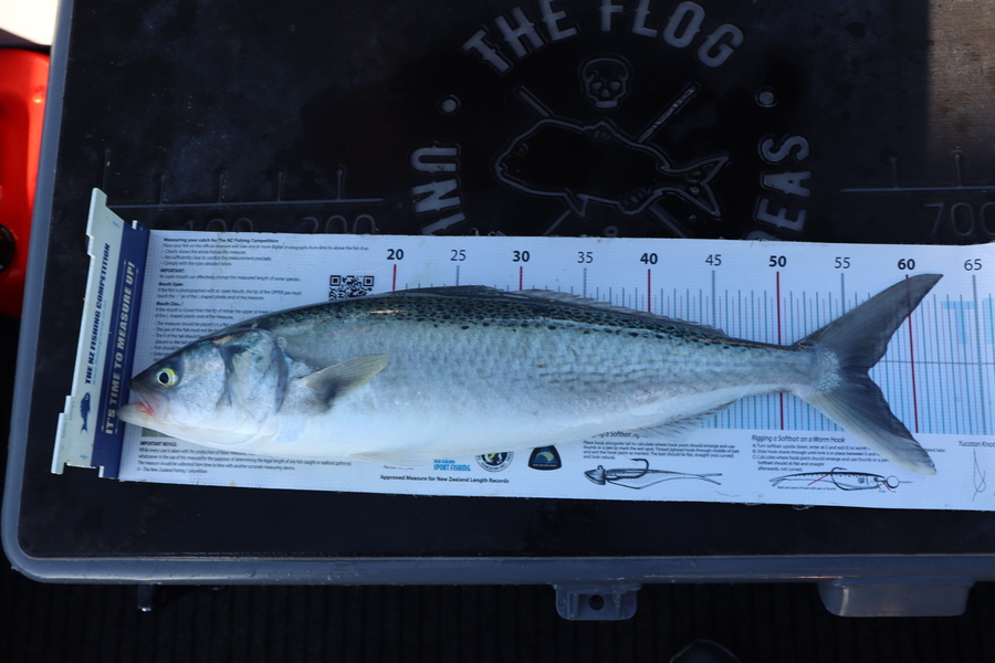 Mark Cotton caught this 56.5cm Kahawai at Tasman Bay during The Export NZ Fishing Competition