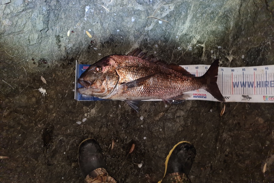 Daniel Fobbester caught this 71.0cm Snapper at Coromandal during The Export NZ Fishing Competition