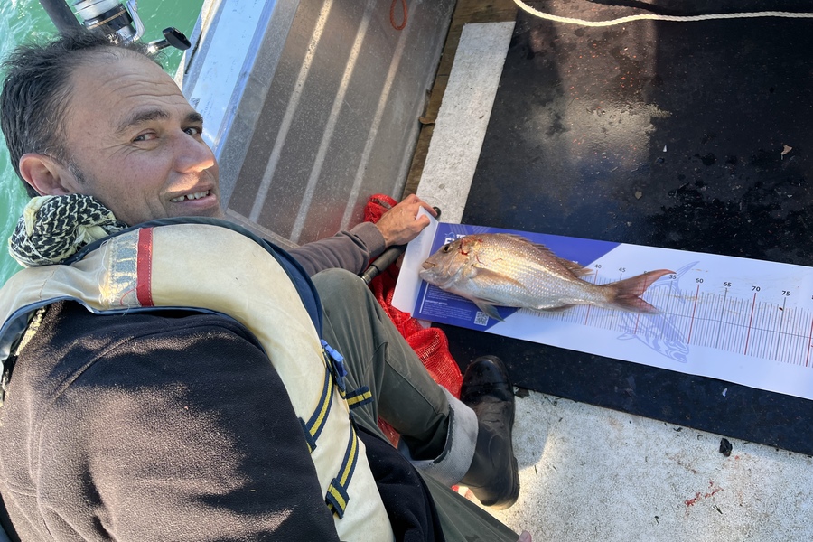 Shane Lawrence  caught this 48.0cm Snapper at Mussel farm coromandel firth of Thames  during The Export NZ Fishing Competition